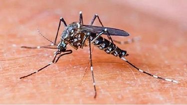 Así lo informó el Ministerio de Salud de la Provincia. Son 29 los municipios que se encuentran en situación de brote de dengue.