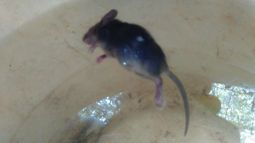 Fuerte denuncia contra Zoonosis