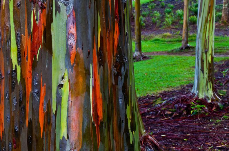 Algunas curiosidades de los árboles y bosques. Foto: Blogspot.com..jpg