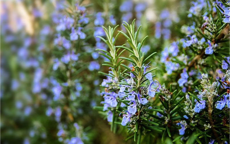 Según el Feng Shui el romero es mágico. (viverosshangai.es)..jpg