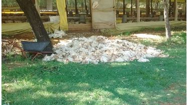 En una granja murieron 3000 pollos..