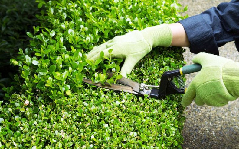 Segunda poda de buxus y ligustros. (Pinterest)..jpg