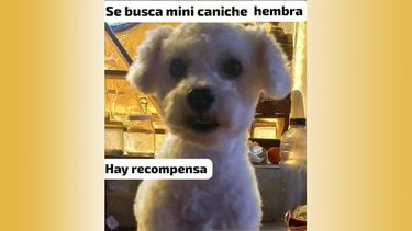 A mi perrita Meme me la llevaron de la calle Paraguay, barrio Agustoni. Nesesitamos que aparezca y es un buen lugar para que publiquen ya que mucha gente puede verla. Ayelen Alegre.