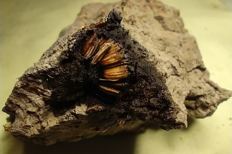La flor de la Edad Media. (Museo Paleontológico de San Pedro)..png