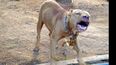 Es el segundo ataque por parte de un pitbull a otro perro ocurrido en la última semana. Foto ilustrativa. Es el segundo ataque por parte de un pitbull a otro perro ocurrido en la última semana. Foto ilustrativa.