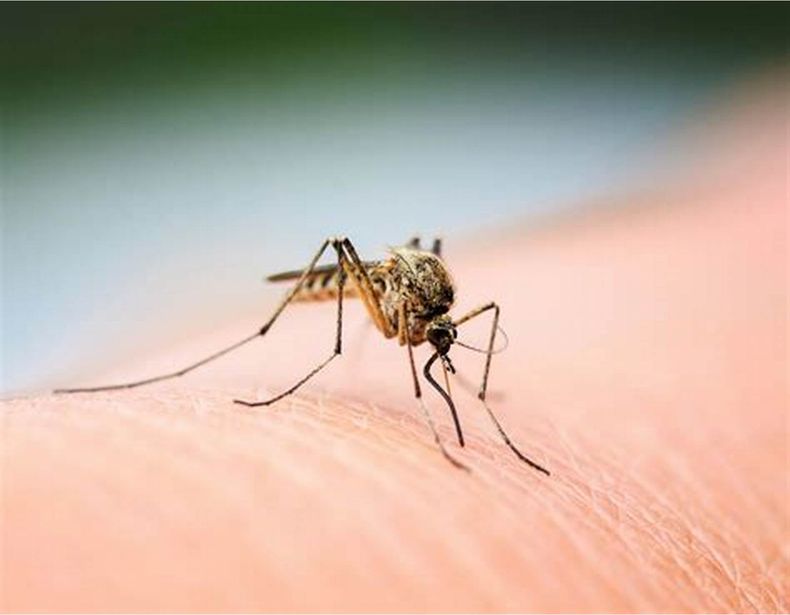 Prevención del dengue y cuidados. (NA)..jpg