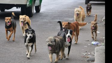 Cada vez más. Los perros de la calle, problema en Pilar..