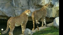 FAUNA. Los chicos van conociendo la fauna autóctona de África..