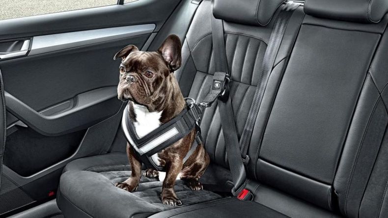 Así debe viajar tu perro en el auto. (autonocion.com)..jpg