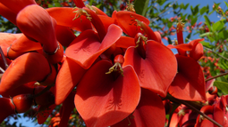 Día de la Flor Nacional: ¿por qué es el ceibo la flor nacional?