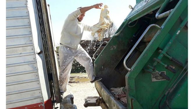 MONDONGO. Las achuras en mal estado, del transporte a la basura..