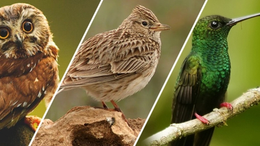 buho, alondra o colibri: ¿que cronotipo eres?