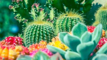 cactus y suculentas: la alternativa chic para decorar el hogar