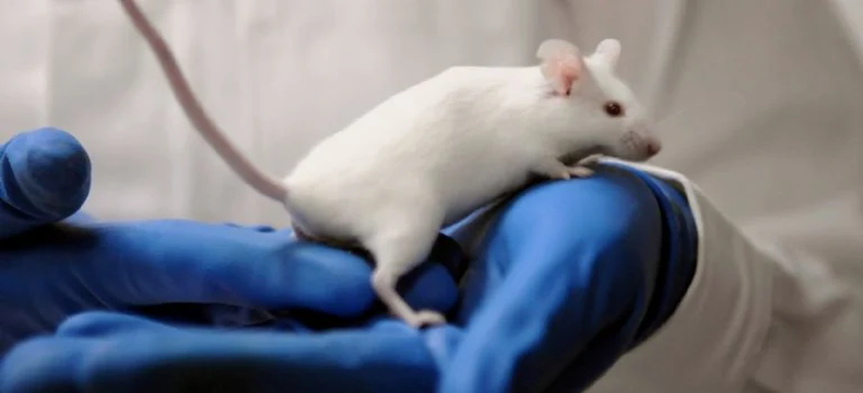 Tecnicatura en Bioterios, una visión más ética de la ciencia. (pronto.com.ar)..webp