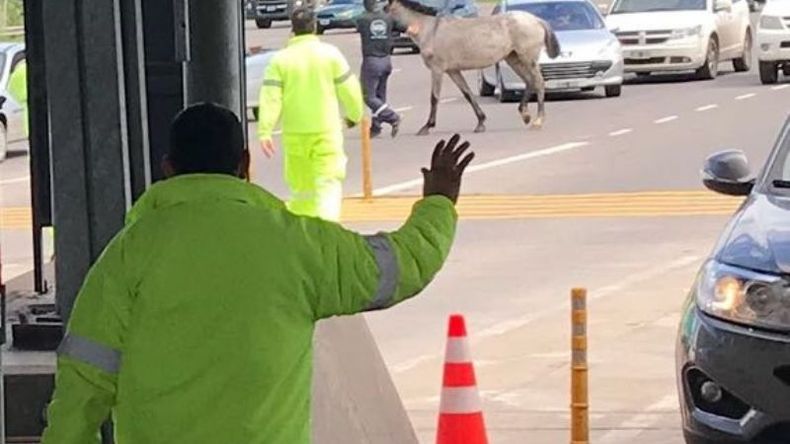 Personal de seguridad y trabajadores del peaje retiran el caballo. .