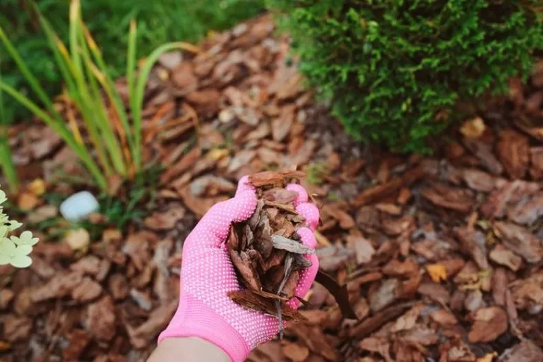 Cuidar las raíces. (Mundo Jardín).