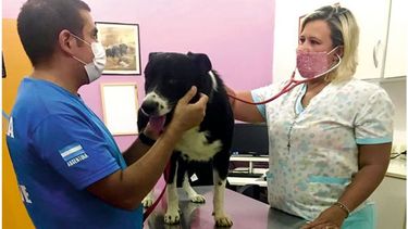 RAYO. El perro rescatista que fue esterilizado esta semana. .