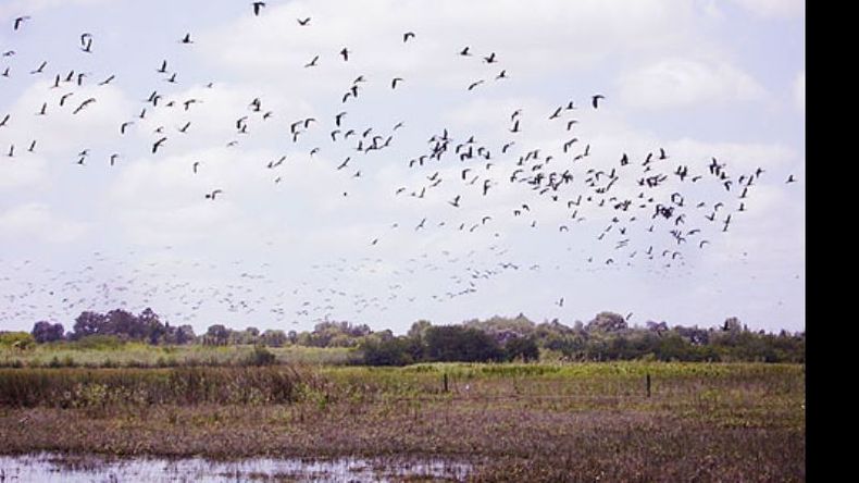 Aves. Una postal de la Reserva de Pilar..