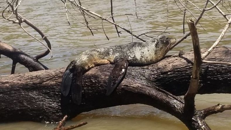 El lobo marino estaba solo y extraviado. Foto: El Día de Escobar..