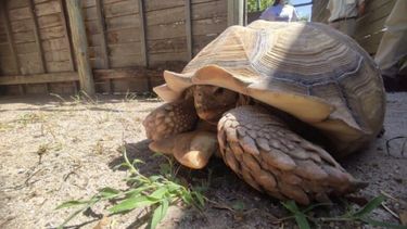 una tortuga gigante encontrada en san rafael fue trasladada a la fundacion temaiken