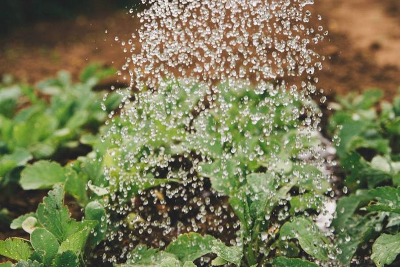 Claves para el riego de la huerta en invierno. Foto: Unsplash..jpg