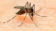 Según el último boletín epidemiológico, los casos confirmados de Dengue ascienden a 1.796. Se registró una muerte a fines de enero en Esteban Echeverría.