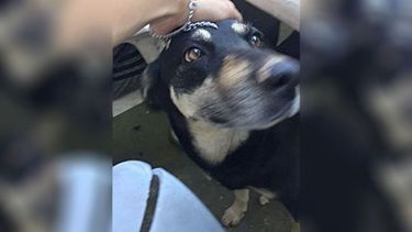 Alerta, zona Robles del Monarca. Buscamos perra, se llama Manchita. Cualquier cosa avisen, reténgala. Tel.: 1125046420. La Lonja, por favor debe estar deambulando. Eugenia Arauz..