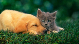 Perros y gatos: consejos para protegerlos de los mosquitos