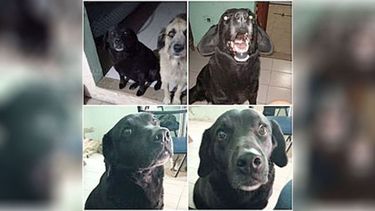 Les pido por favor que me ayuden a encontrar a Lolita. Se perdió en la zona de La Lonja, barrio que está atrás del Hospital Austral. Barrio El Descanso, La Lonja, Pilar. Se perdió el día jueves 24/03/2022, creo que en la mañana. Mi número es 11-5887-3284 tiene esa barbita blanca y el resto es negra. Tiene 5 años y esta castrada, por eso es muy gordita. Su tamaño es mediano, por favor cualquier cosa si alguien la ve avísenme. Desde ya muchas gracias a todos. Cintia Marines Miranda..