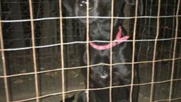 Perra encontrada en Del Viso