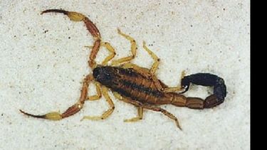 temporada de alacranes: como prevenir picaduras