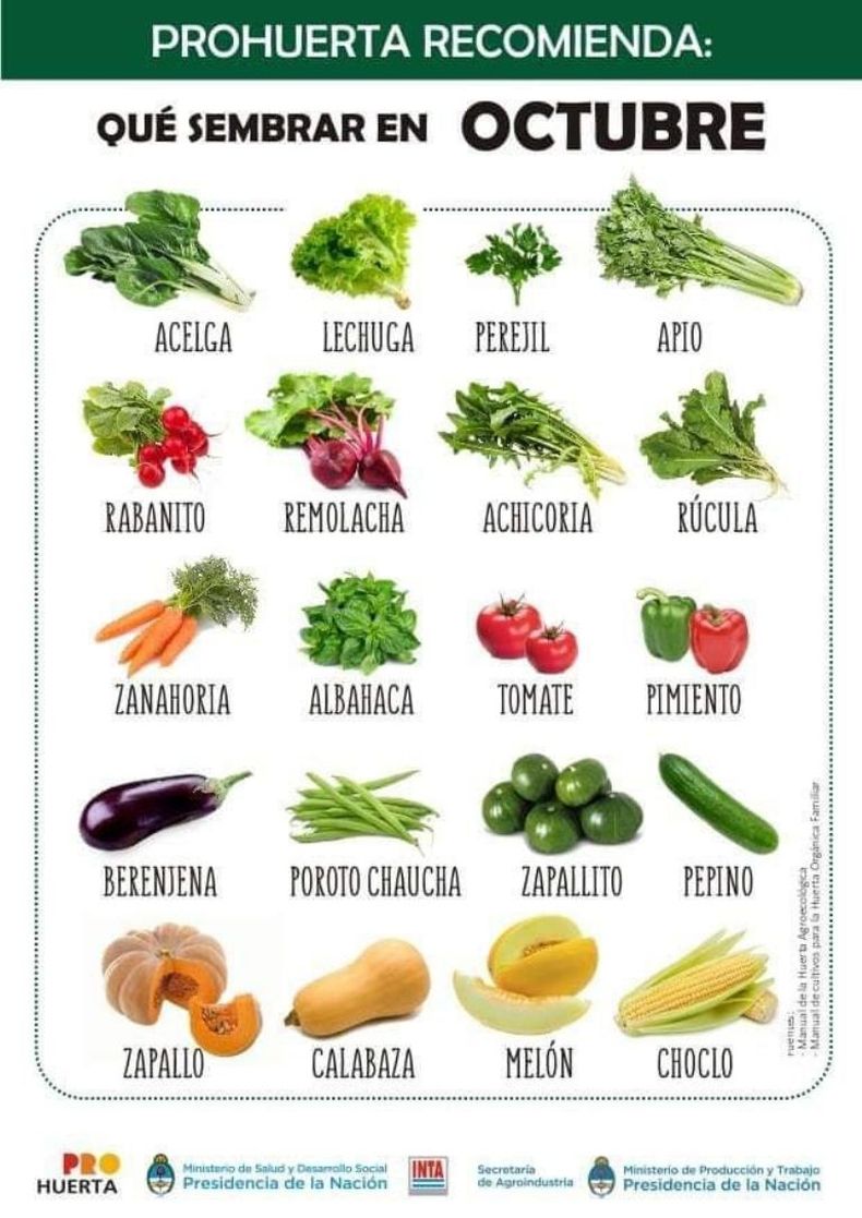 En octubre se pueden sembrarse variedad y calidad de alimentos. (Prohuerta).jpg