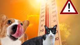 Cómo evitar los golpes de calor en perros y gatos Cómo evitar los golpes de calor en perros y gatos