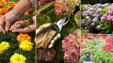 consejos para que la floracion de tus plantas dure mas