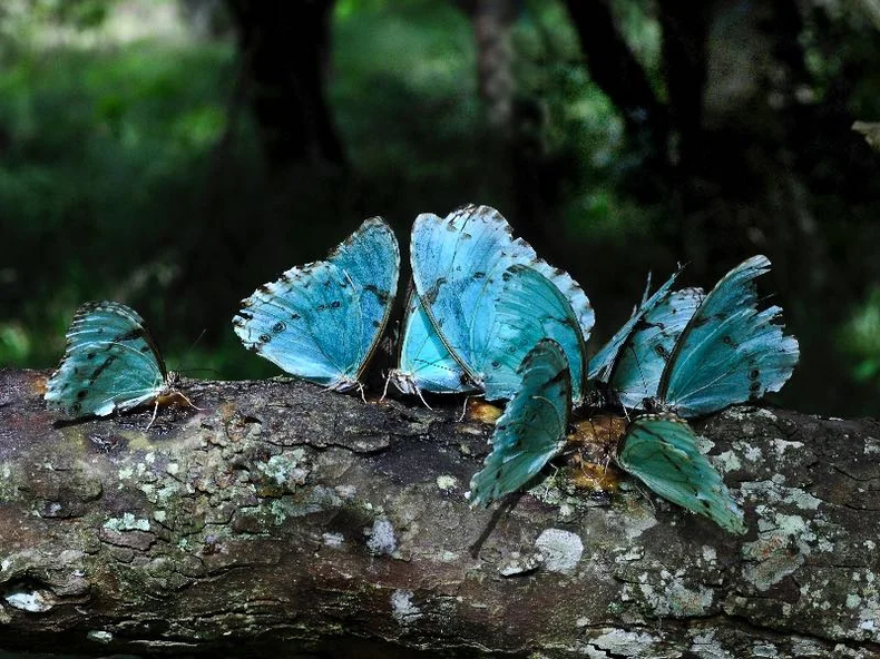 La Mariposa Bandera Argentina fue declarada Monumento Natural provincial. (econews.global).