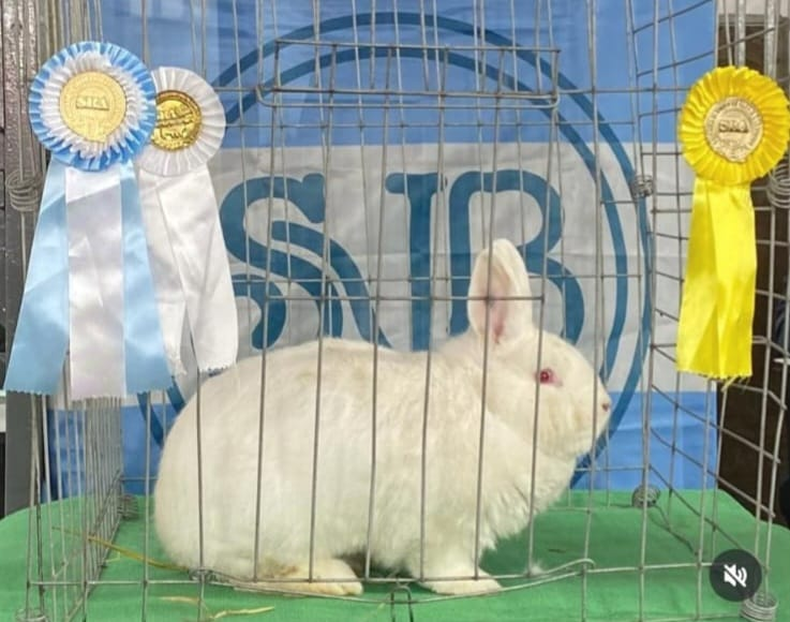 El gran campe&oacute;n de Pilar Conejos en La Rural.