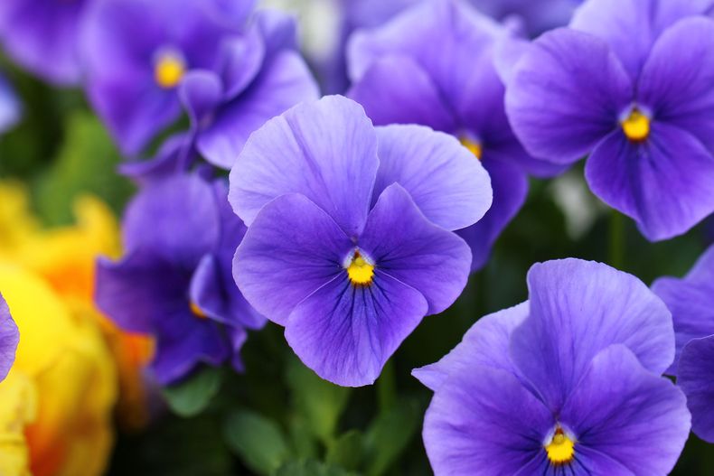 Flores de otoño para macetas. (lavanguardia.com).