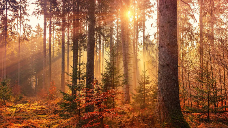 Bosques de otoño. Traveler.webp