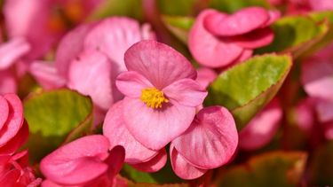 estos son los cuidados fundamentales para tus begonias