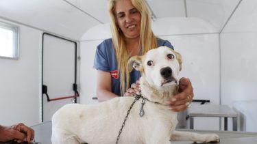 En un mes, más de 1.400 mascotas fueron vacunadas contra la rabia