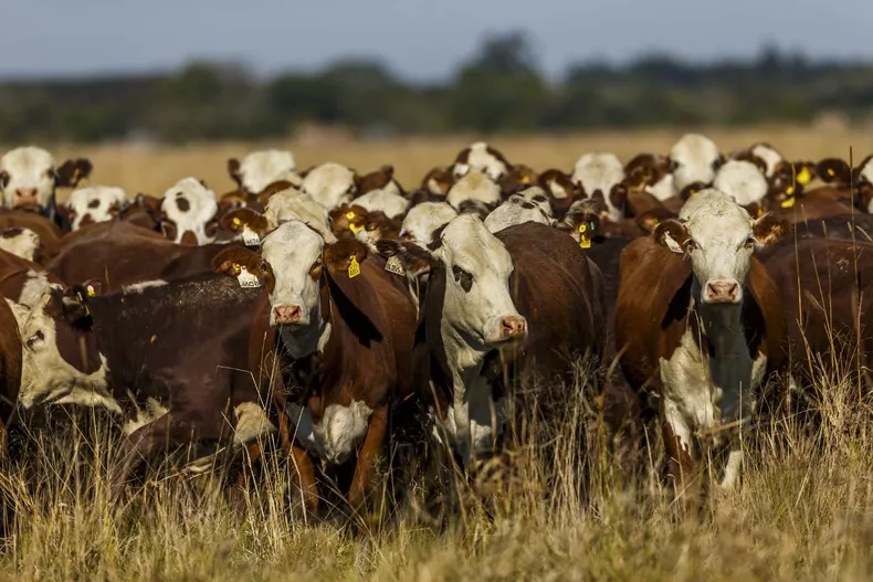 SANIDAD ANIMAL. El Laboratorio CDV participará por primera vez en Expoagro.&nbsp;
