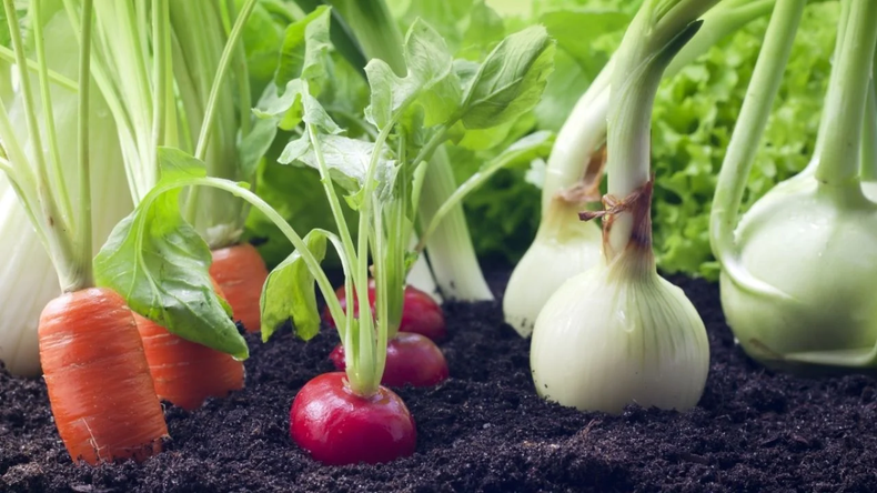 Las zanahorias y nabos se pueden plantar durante esta temporada. (gastrolabweb.com).webp