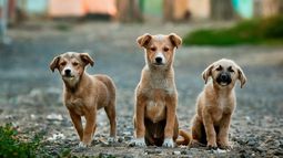 Maltrato animal: nuevo reclamo a Zoonosis