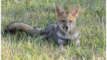 Cuidemos al Zorro Gris Pampeano (Lycalopex Gymnocercus). En el camino de Zelaya a Matheu habitan al menos dos zorritos grises que varios vecinos han avistado paseando por los campos. Es importante no atacarlos ni cazarlos, ellos cumplen un rol fundamental de equilibrio en el medio ambiente. Cómo medida de precaución es importante dejarlos tranquilos y continuar con nuestro camino. Vecinos de Zelaya Unidos..
