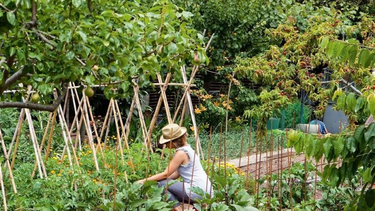 Huerta de primavera: qué sembrar y cómo cuidarla en noviembre
