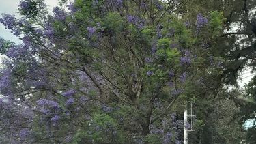 Los jacarandás de ruta 8 en frente de Carrefour en todo su esplendor. Qué bellos son! Carolina Gil.