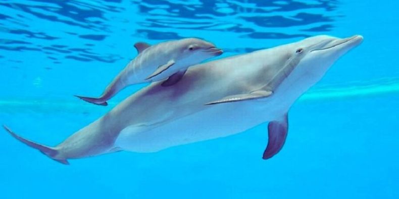 El delfín es otro de los animales más lindos del mundo. (tlife.gr).jpg