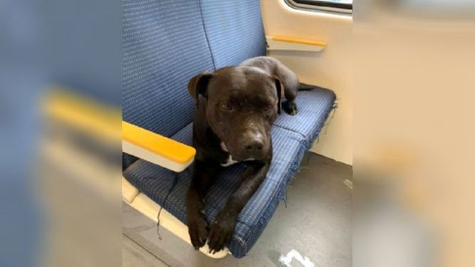 PERRA HERIDA EN EL TREN. La foto que sacó a la luz la situación..