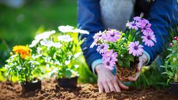 Las plantas con flores para sembrar en septiembre y llenar el jardín de color en primavera