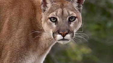 vecinos aseguran que hay un puma suelto en la zona de parque irizar